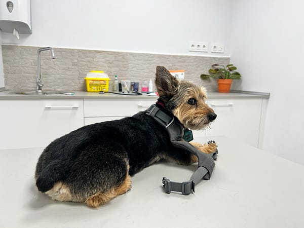 pasos a seguir al llegar a España con tu perro